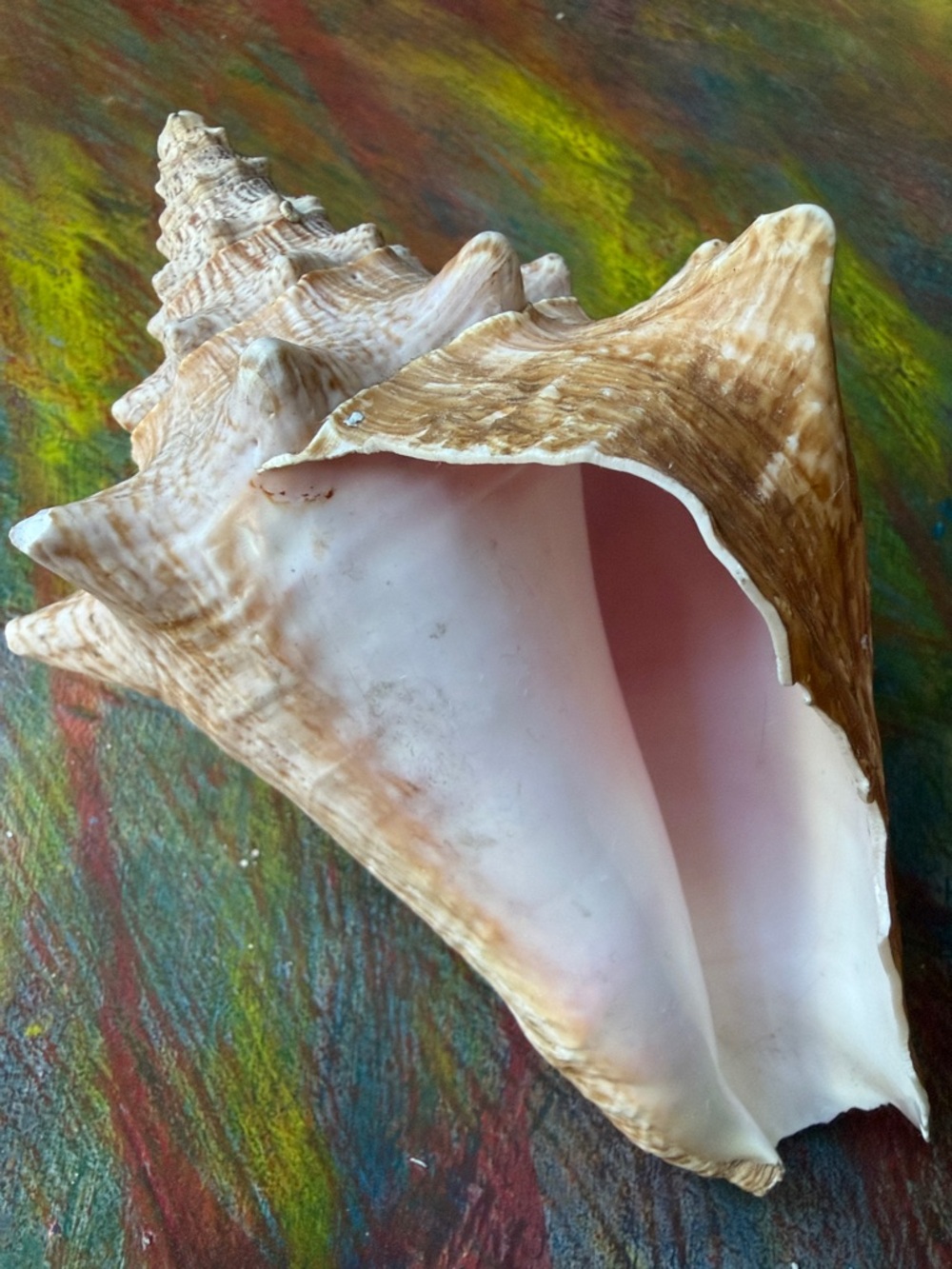 Natural Large Coiled Sea Shell - Pink Interior. Queen Conch/ Knobbbed Triton 8"